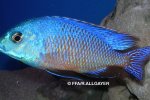 Protomelas taeniolatus Namalenje - mâle